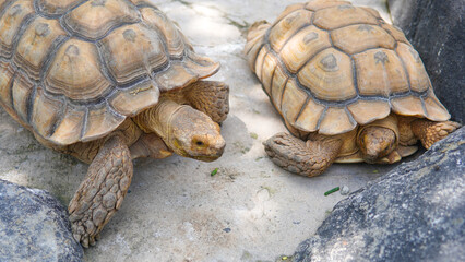 Geochelone sulcata , Sulcata tortoise, African spurred tortoise walking on the ground and looking at camera, Animal conservation and protecting ecosystems concept. 
