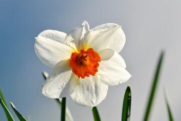 Fototapeta na wymiar A white Daffodil flower with orange center