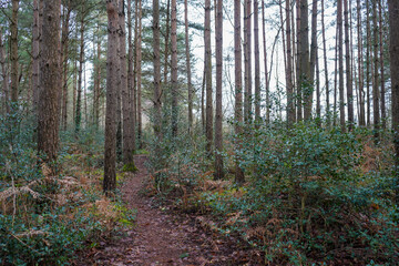 Fototapeta na wymiar Footpath in the middle of a pine forest