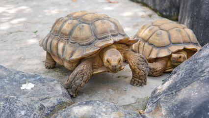 Geochelone sulcata , Sulcata tortoise, African spurred tortoise walking on the ground and looking at camera, Animal conservation and protecting ecosystems concept. 