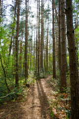 Footpath in the middle of a pine forest