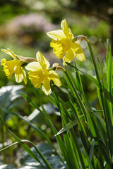 Narcissus flowers. Flower bed with drift yellow. Narcissus flower also known as daffodil, daffadowndilly, narcissus, and jonquil in springtime. Bulbous plants in the garden