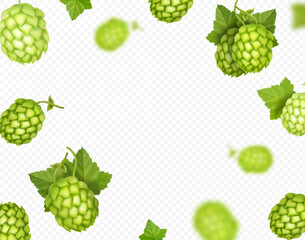 Hops background, Realistic hop cones falling with blur effect. Vector