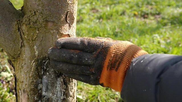 Spring processing of fruit trees. Whitening the bark of tree trunks to protect against pests. Garden care.