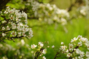 Pear tree blooming, branches in white flowers at spring garden