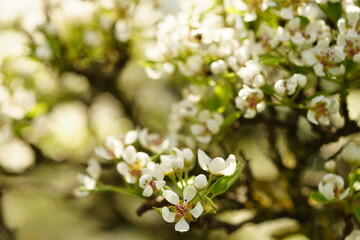 Pear tree branches in white flowers at spring garden