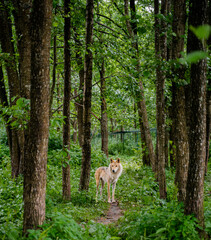Wolf hiding behind trees in a forest in summer
