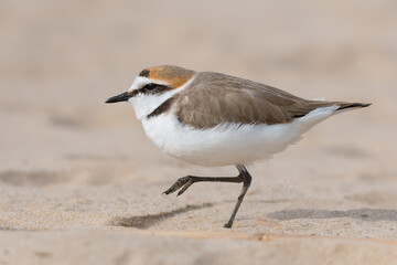 Adult of Kentish Plover (Charadrius alexandrinus) in the beach.