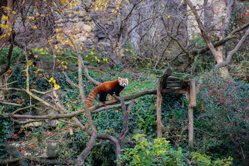 A red panda on a branch stands in a zoo