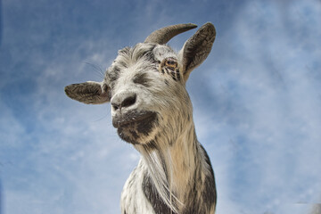 Goat in the sky  / Ziege aus der Froschperspektive fotographiert