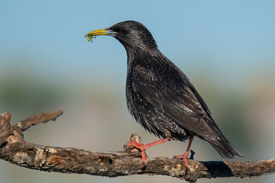 Spotless starling (Sturnus unicolor) with a spider in the beak.