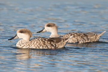 Couple of Marble Ducks (Marmaronetta angustirostris). Male and female.