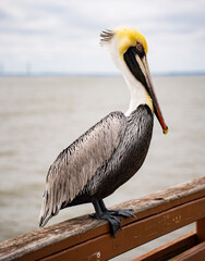 brown pelican on railing