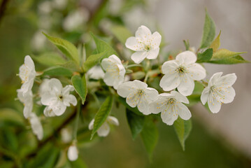 Blooming apple tree in the spring garden. Close up of white flowers on a tree