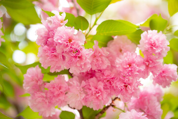 Obraz premium Sakura. Cherry blossom, branches with flowers sway in the wind. Pink flowers of the sakura tree. Spring landscape with flowering trees. Beautiful nature on a sunny day.