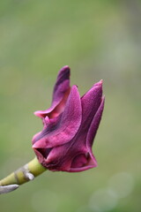 Magnolie © Kasia R.