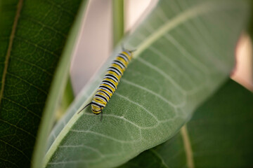monarch caterpillar on a leaf