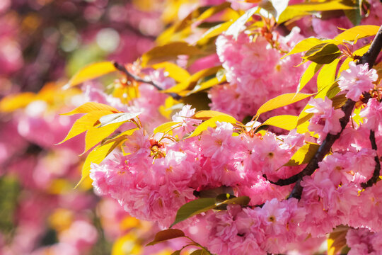 cherry blossom in bright sunlight. spring holiday season