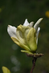 Magnolie © Kasia R.