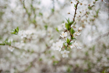 Spring garden with blossom apple tree