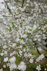 Spring garden with blossom apple tree