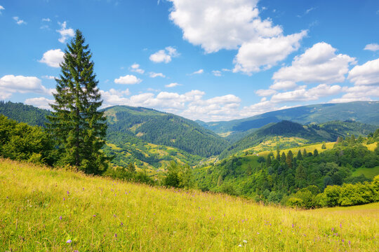 pine tree on the hill. fresh and green outdoor background. summer vacations in carpathian mountains