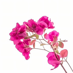Obraz premium Blooming branches, pink red-purple flowers, and inflorescence of bougainvillea isolated on white background