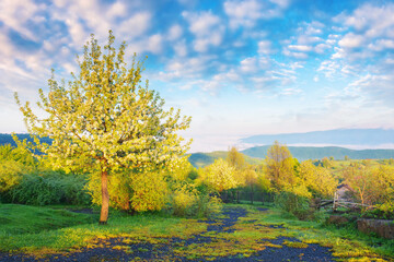 Naklejka premium tree on the hillside meadow on a foggy morning. beautiful nature scenery of carpathian mountains in spring