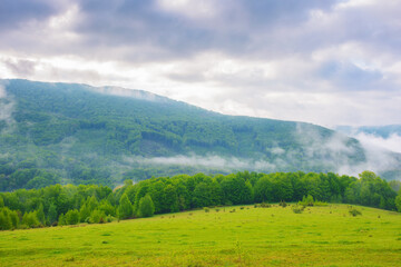 Fototapeta na wymiar carpathian mountains in spring. trees and pasture on the grassy hill. view in to the distant valley. cold foggy weather