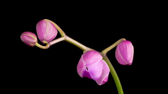 Orchid Blossoms. Blooming Purple Orchid Phalaenopsis Flower on Black Background. Time Lapse. 4K.