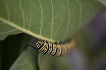 monarch caterpillar on a leaf