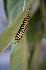 monarch caterpillar on a leaf