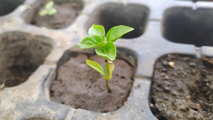 Small seedlings of sweet pepper in a container for seed germination