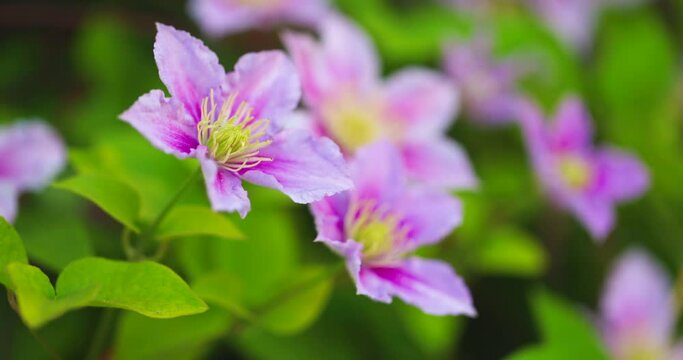 Bloom Flower Clematis Slow motion. Floristic in Garden and Nature.