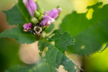 Bee on flower