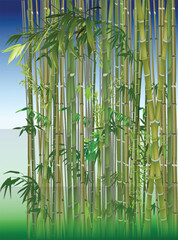 Fototapeta na wymiar bamboo forest green illustration