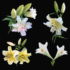 four light lily flowers isolated on black
