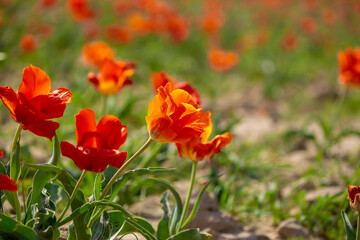 Wild Red Data Book tulips Greig in the fields of Kazakhstan. Spring flowers under the rays of sunlight. Beautiful landscape of nature. Hi spring. Beautiful flowers on a green meadow.