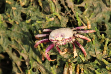 crab on the beach