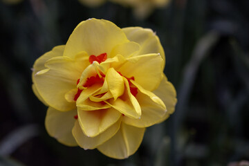 Obraz premium The Daffodil flower is called Tahiti