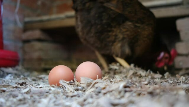 Home-raised chickens, homegrown eggs, rising egg prices, and inflation. Self-sustaining home farm, food self-sufficiency, protein, meat, and egg production. Sustainability and food freedom through sel
