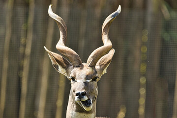 Impala (Aepyceros melampus)