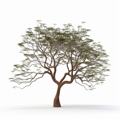 3d render of a minimalistic monkeypod tree without , Generative AI