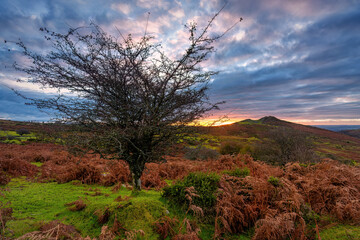 old hawthorn tree on Dartmoor devon england uk 