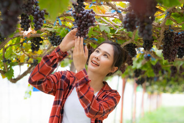 Asian farmer checking grape fruit in farm to qualify quality of product ready for harvesting to making wine or sell in agriculture concept, industrial level.