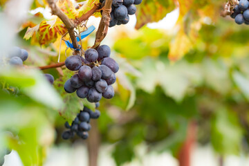 Close up of grapevine in a row with green bokeh background of leave and branch.