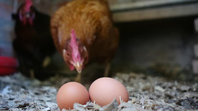 Home-raised chickens, homegrown eggs, rising egg prices, and inflation. Self-sustaining home farm, food self-sufficiency, protein, meat, and egg production. Sustainability and food freedom through sel