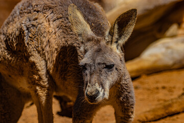 close up of a kangaroo