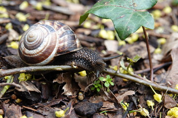 Un escargot à la carapace abimée avance sur un sol de jardin