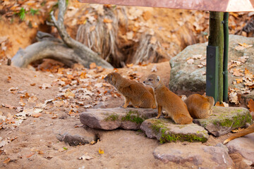 Yellow Mongooses sitting and looking around in zoo